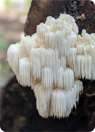 Lion's Mane