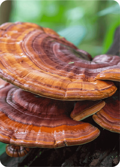 Reishi