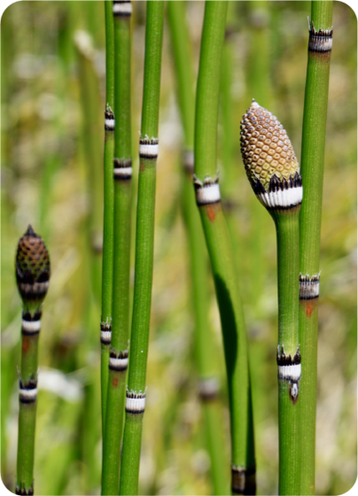 Horsetail Extract