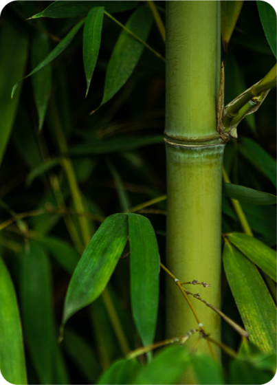 Bamboo Extract
