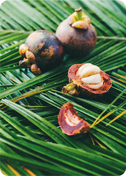 Saw Palmetto